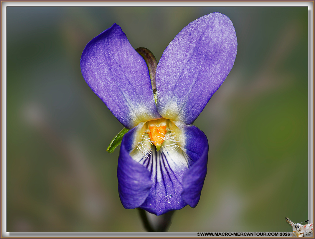 Violettes